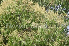 Mangifera indica